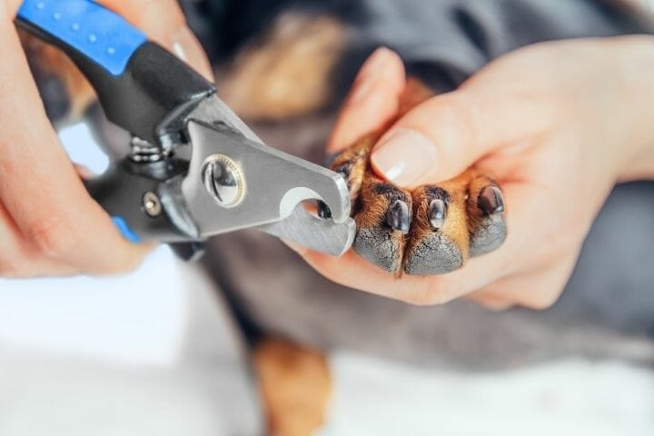 Why Do Dogs Eat Toenails