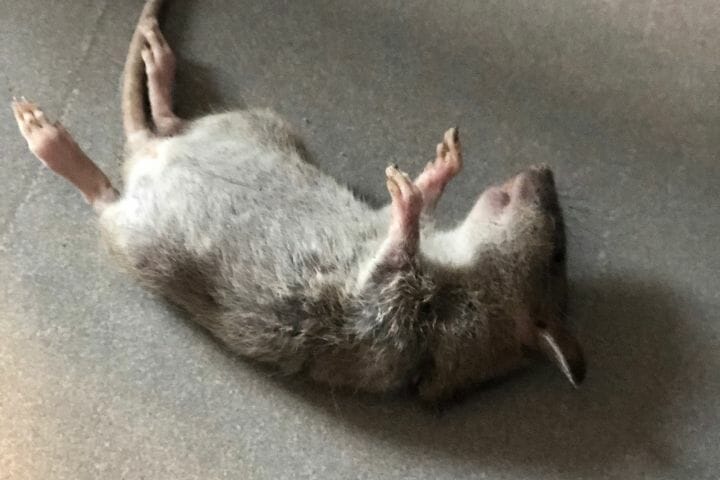 My Dog Killed A Rat Should I Be Worried