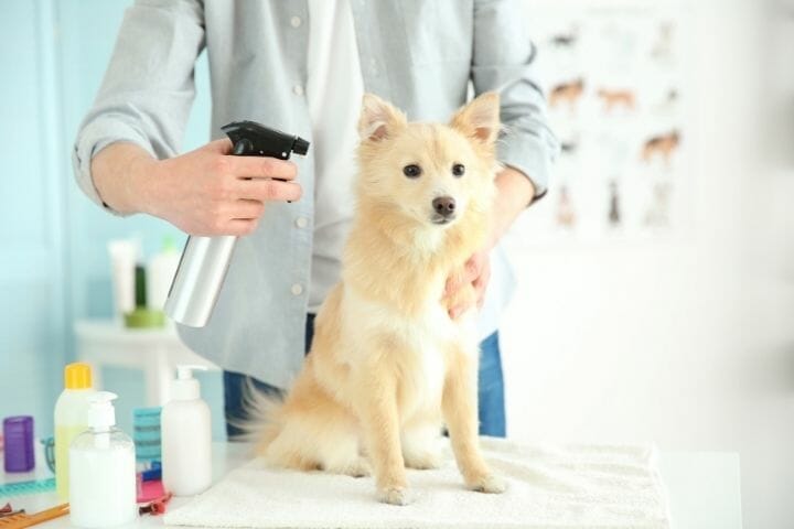 Can You Spray Febreze On Dogs
