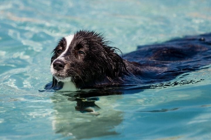How Far Can Dogs Swim