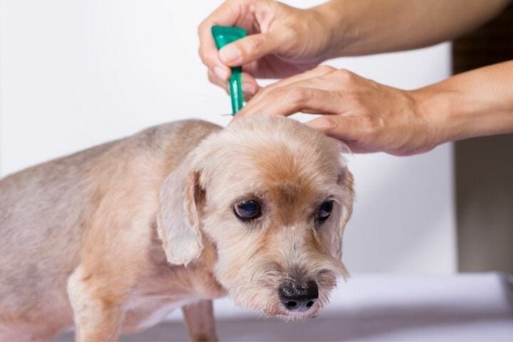 How To Get Rid Of Little Black Bugs On Dog