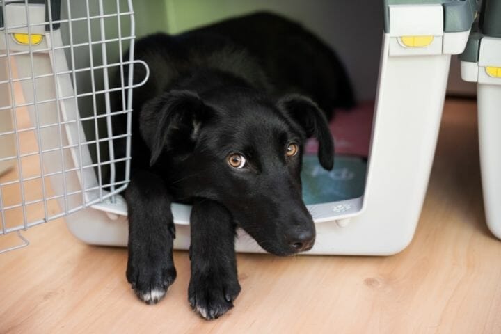 How To Keep Dog Crate From Moving
