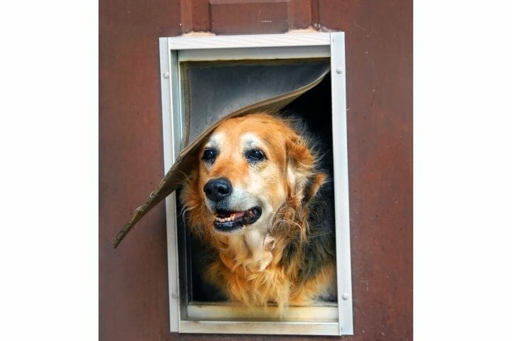 How To Keep Dog Door Flap From Blowing Open