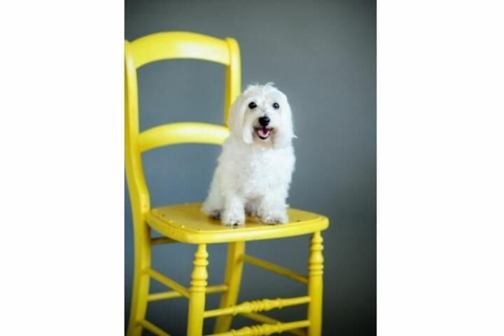 What Is A Bailey Chair For Dogs