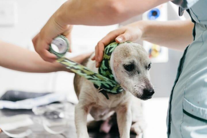 How To Reduce Swelling From A Tight Bandage Dog