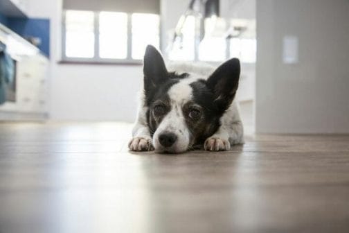 Can Denamarin Cause Diarrhea In Dogs? - thepupcrawl.com