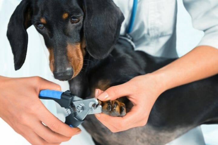 How To Make Dog Nails Less Sharp