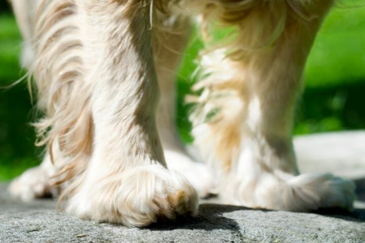 Dog Feet Turn Outward When Standing