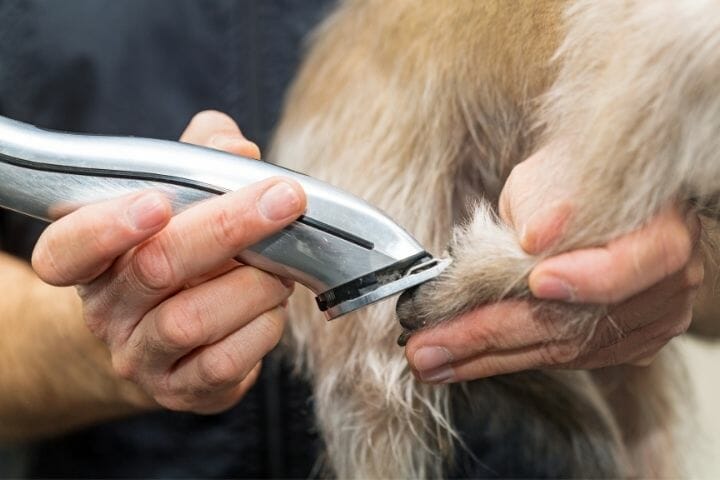 Can You Use Dog Clippers On Human Hairs