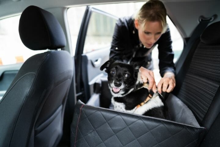 How To Secure Dog In Cargo Area Of SUV