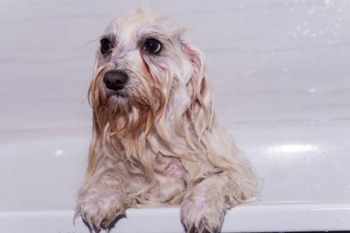 Why Is My Dog Shedding So Much After A Bath