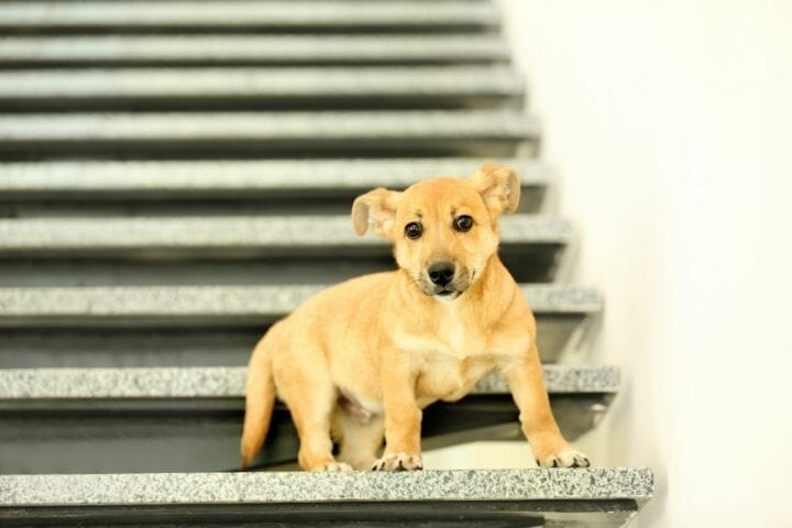 can-my-dog-walk-up-stairs-after-being-neutered-thepupcrawl