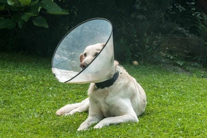 How To Keep A Dog From Scratching A Neck Wound