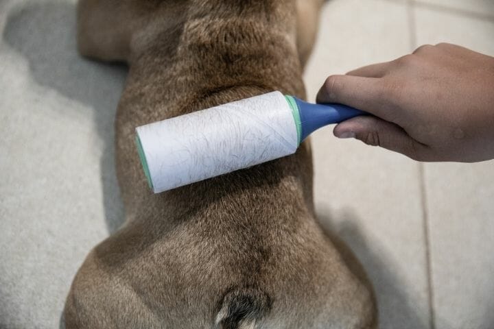 Can I Use A Lint Roller On My Dog