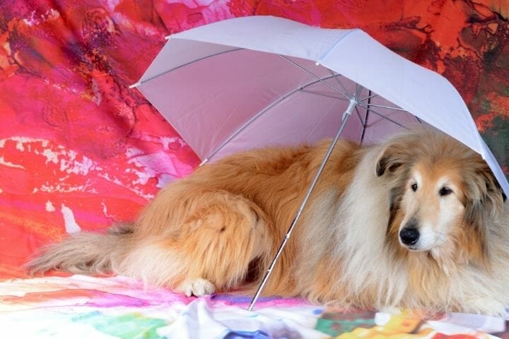 Do Dogs Sleep More When It Rains