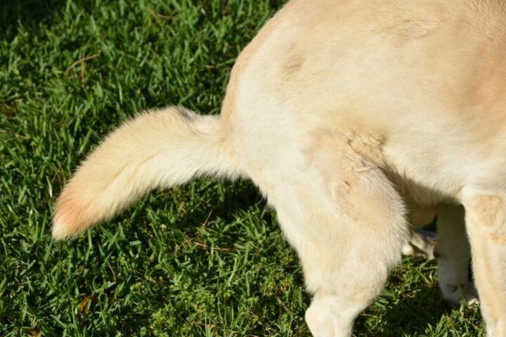 Why Does My Dog Poop Right After Eating