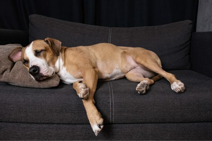 How To Get Rid Of Dog Gland Smell On Furniture? 10 Easy Ways